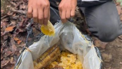 Dari Petani ke Pasar Nasional, Menggali Keajaiban Madu Sulawesi