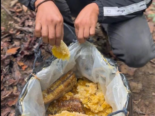 Dari Petani ke Pasar Nasional, Menggali Keajaiban Madu Sulawesi