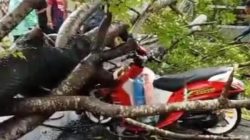 Akibat Hujan Deras dan Angin Kencang, Pengendara Motor di Takalar Tertimpa Pohon