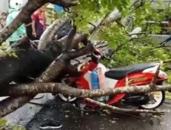 Akibat Hujan Deras dan Angin Kencang, Pengendara Motor di Takalar Tertimpa Pohon