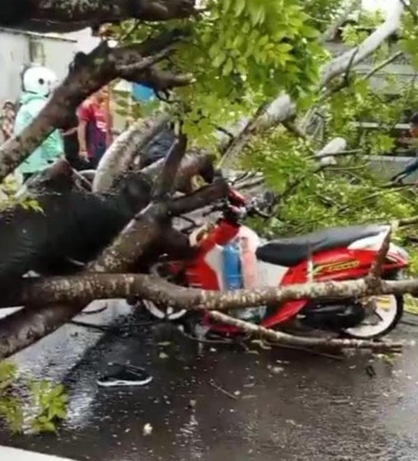 Akibat Hujan Deras dan Angin Kencang, Pengendara Motor di Takalar Tertimpa Pohon