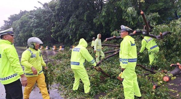 Pohon Tumbang di Jalan, Satlantas Pelabuhan Makassar Gerak Cepat