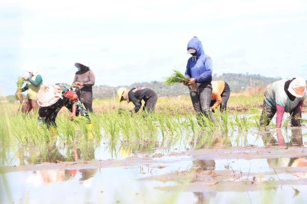 Dukung Program Ketahanan Pangan, Babinsa Kodim Jeneponto Turun ke Sawah