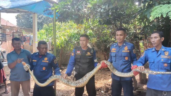 Warga Takalar Temukan Ular Sepanjang 5 Meter di Kandang Ayam