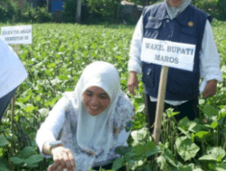 Wabup Maros Bersama Pihak Kementan RI Hadiri Gerakan Panen Koorporasi Kacang Hijau