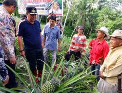 Desa Palippu Bakal Dijadikan Percontohan Pengembangan Nanas di Sulsel