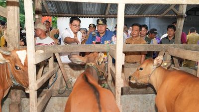 Pemprov Dorong Inseminasi Buatan, Limbah Cavendish Jadi Alternatif Pakan Ternak