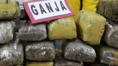 Bea Cukai Makassar Gagalkan Penyelundupan Ganja 2,7 Kilogram