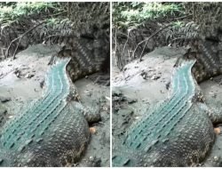 Sepasang Buaya Muncul di Muara Sungai Tamanroya, Gegerkan Warga Jeneponto