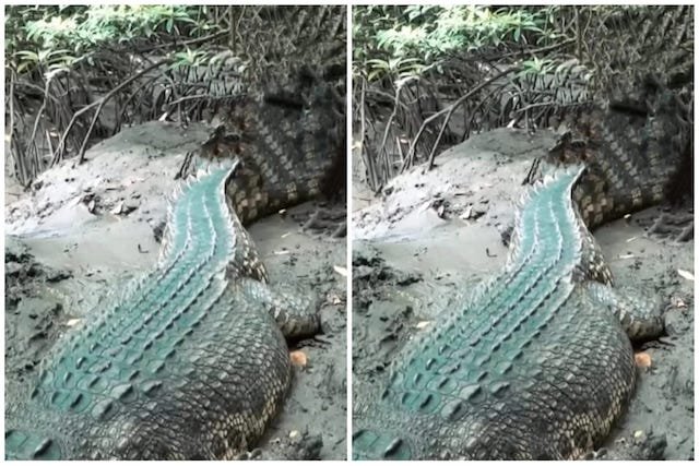Sepasang Buaya Muncul di Muara Sungai Tamanroya, Gegerkan Warga Jeneponto