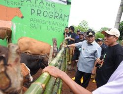 Inseminasi Buatan Harapan Baru Peternak Bulukumba Tingkatkan Produksi