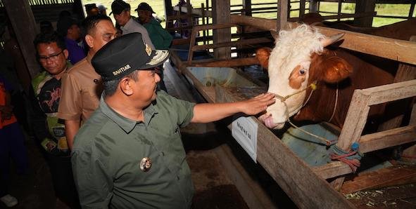 Tingkatkan Produksi Ternak, Inseminasi Buatan Juga Dilakukan di Sidrap-Barru