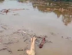 Dibanjiri Potongan Kayu, IPMA Lutim Desak DLH Usut Dugaan Pencemaran Sungai