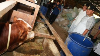 Melalui Inseminasi Buatan, Pj Gubernur Dorong Peternak Jadi Pengusaha