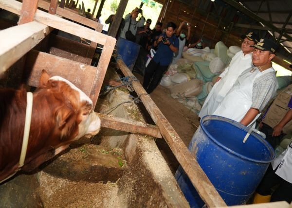 Melalui Inseminasi Buatan, Pj Gubernur Dorong Peternak Jadi Pengusaha