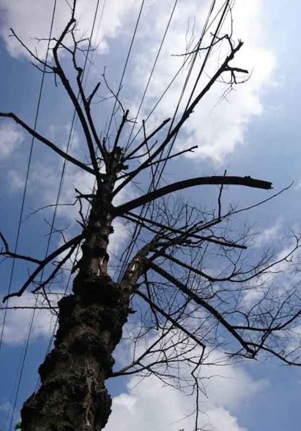 Pohon Mati dan Mengering di Bulukumba Ancam Pengguna Jalan
