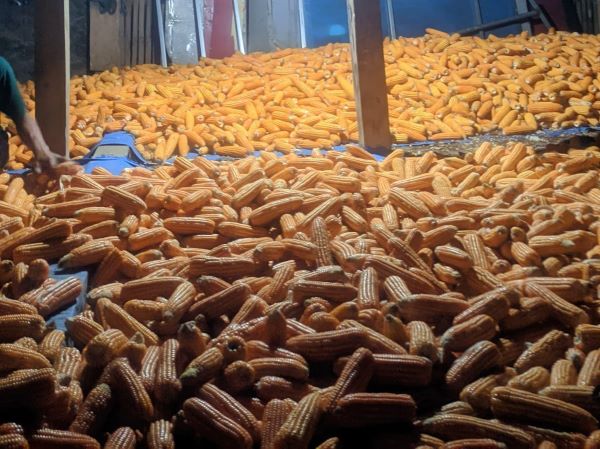 Nilai Jagung Kuning Anjlok, Pemkab Jeneponto Gandeng Bulog Stabilkan Harga