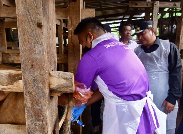 Galakkan Inseminasi Buatan, 6.730 Ternak Sapi di Bone Ditingkatkan Kualitasnya
