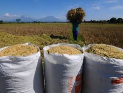 Musim Panen, Harga Gabah dan Beras di Bulukumba Mulai Turun