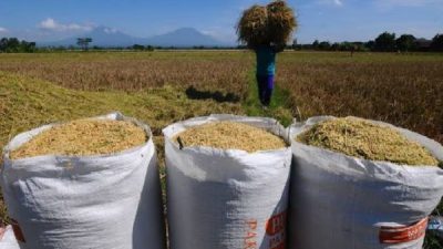 Musim Panen, Harga Gabah dan Beras di Bulukumba Mulai Turun