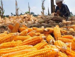 Harga Jagung Merosot, Petani di Jeneponto Terancam Merugi