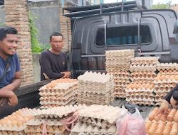 Harga Telur di Bulukumba Tembus Rp 65 Ribu