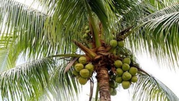 5 Manfaat Minum Air Kelapa saat Buka Puasa