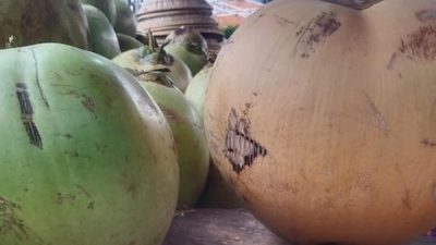 Beda Warna Beda Khasiat, Kenali Buah Kelapa Dengan Sejuta Manfaat