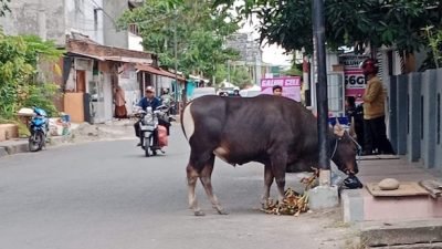 Usai Bulukumba Raih Adipura, Ternak Liar Kembali Berkeliaran Dalam Kota