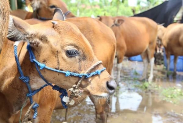 Peringatan Kasus Jembrana, Sulsel Diimbau Waspada