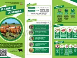 Ketahui, Cara Mencegah dan Mengendalikan Penyakit Jembrana Pada Sapi