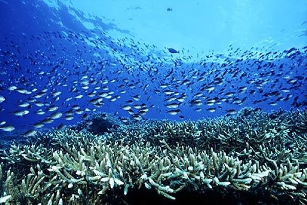 Bahas Ekonomi Biru, Bappelitbangda Sulsel Akan Kembangkan Sektor Kelautan