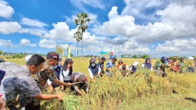 Mulai Hari Ini, Pemerintah Resmi Naikkan HPP Gabah Jadi Rp6.500