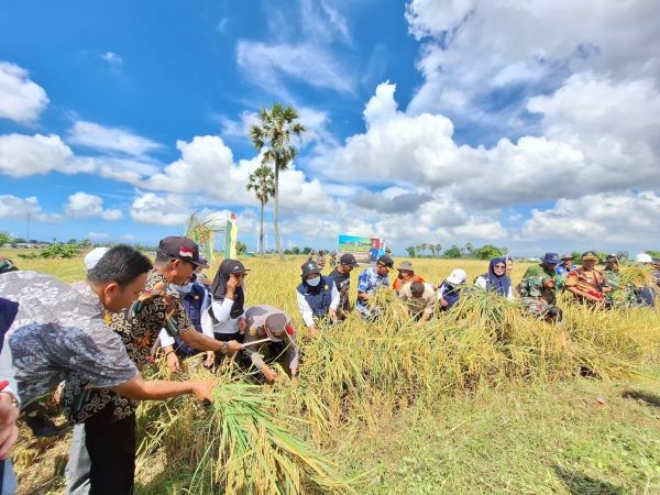 Mulai Hari Ini, Pemerintah Resmi Naikkan HPP Gabah Jadi Rp6.500