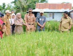 Tinjau Lokasi Penangkaran, Pj Bupati Ingin Jadikan Jeneponto Penghasil Benih Padi