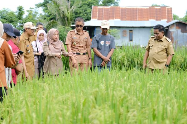 Tinjau Lokasi Penangkaran, Pj Bupati Ingin Jadikan Jeneponto Penghasil Benih Padi