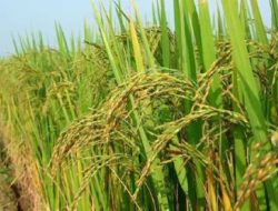 BI Komitmen Jaga Ketahanan Pangan dan Inflasi Sulsel Lewat Panen Raya