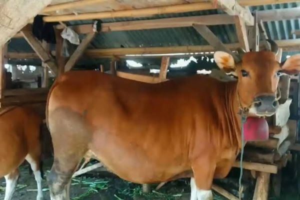 Jelang Idul Adha, DP2 Makassar Intensifkan Pengawasan Hewan Kurban