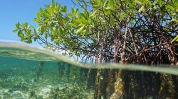 Hutan Mangrove Dibabat untuk Tambak Ikan, Polisi Usut Sertifikat Lahan