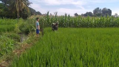 Pemdes Lonrong Prioritaskan Infrastruktur Pertanian