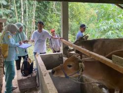 Sambut Perayaan Kurban, Balai Ternak Baznas Penyuluhan Sapi Potong