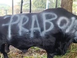 Idul Adha 2024, Partai Gerindra Berbagi 145 Sapi Kurban ke Masyarkat
