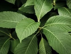 Tanaman Kratom Berpotensi Ekonomi Besar, Ini Manfaat dan Resikonya