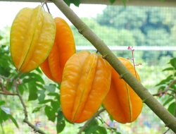 10 Manfaat Buah Belimbing: Si Bintang Kaya Nutrisi yang Menyegarkan