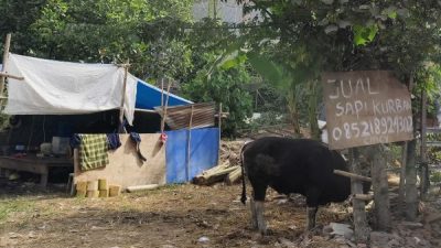 DP2 Makassar Temukan 20 Sapi Kurban Tidak Layak