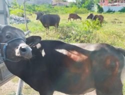 Idul Adha, Polres Jeneponto Bakal Sembelih 50 Ekor Sapi Kurban