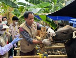 Idul Adha Semakin Dekat, DP2 Makassar Gencarkan Pemeriksaan Hewan Kurban