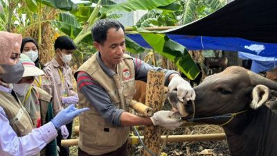 Idul Adha Semakin Dekat, DP2 Makassar Gencarkan Pemeriksaan Hewan Kurban