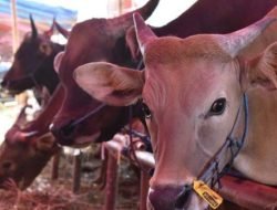 Idul Adha, Muhammadiyah Makassar Kurban 290 Sapi dan 21 Kambing