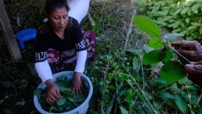 Mengelola Kratom Jadi Komoditas Ekspor Berkualitas